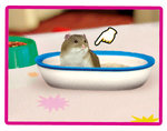 Petz: My Baby Hamster - PSP Screen