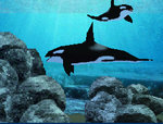 Fantasy Aquarium by DS - DS/DSi Screen