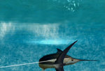 Reel Fishing: Angler's Dream - Wii Screen